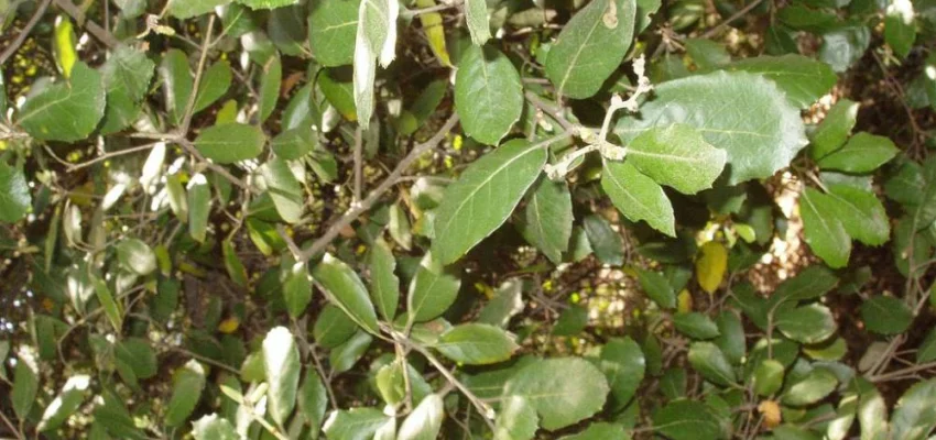 QUERCUS Ilex - Chène vert