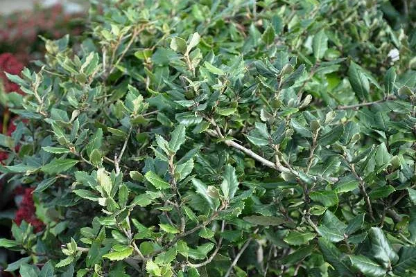 QUERCUS Ilex - Chène vert