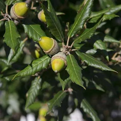 QUERCUS Ilex - Chène vert