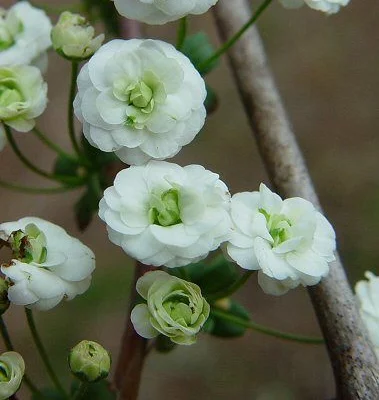 SPIRAEA prunifolia - Spirée arbustive 'Prunifolia'