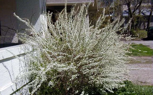 SPIRAEA prunifolia - Spirée arbustive 'Prunifolia'