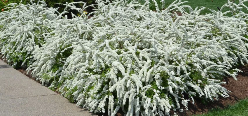 SPIRAEA cinerea 'Grefsheim' - Spirée arbustive 'Thumbergii'
