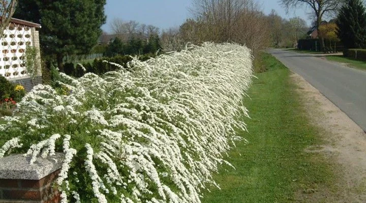 SPIRAEA cinerea 'Grefsheim' - Spirée arbustive 'Thumbergii'