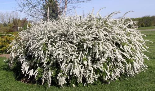 SPIRAEA cinerea 'Grefsheim' - Spirée arbustive 'Thumbergii'