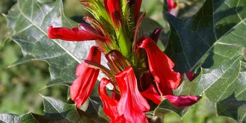 ACANTHUS Sennii