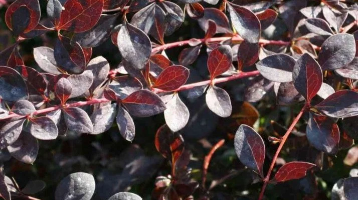 BERBERIS ottawensis 'Auricoma' - Epine vinette