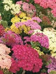 ACHILLEA millefolium 'Summer Pastels' - Achillée millefeuille