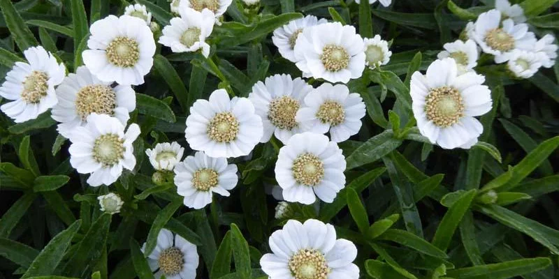 ACHILLEA Ptarmica 'Weihenstephan' - Bouton d'argent 'Weiehenstephan'