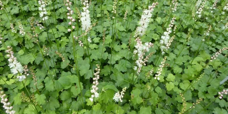 ACTAEA Japonica 'Cheju-Do' - Cierge d'argent