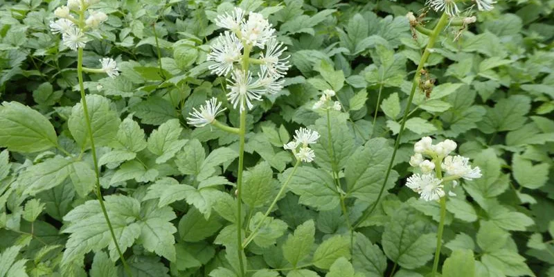 ACTAEA Pachypoda 'Misty Blue' - Cierge d'argent