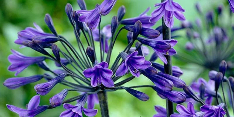 AGAPANTHUS 'Black Buddhist' - Agapanthe 'Black Buddhist'