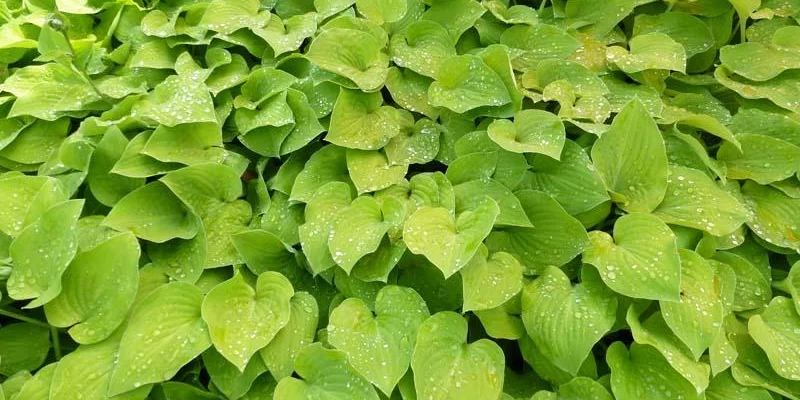 HOSTA 'Birchwood Parky's Gold'