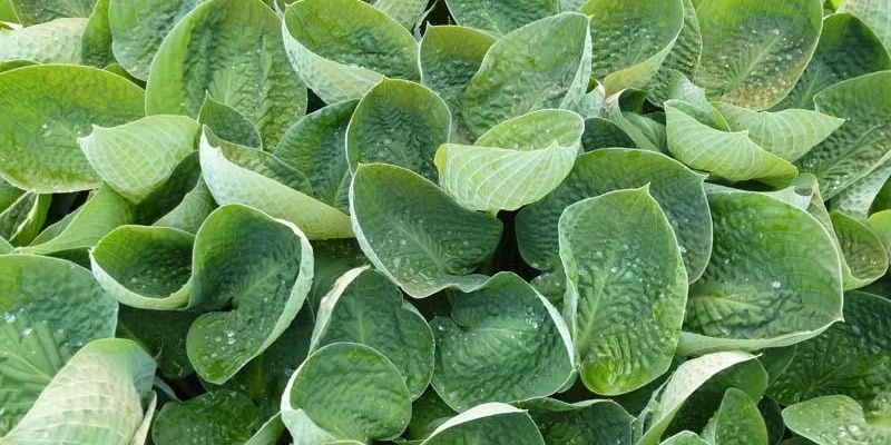 HOSTA 'Black Hills'