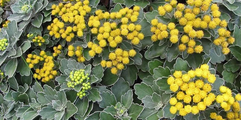 AJANIA Pacifica 'Gold and Silver' - Chrysanthème du Pacifique