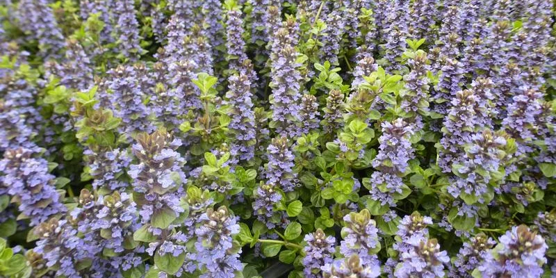 AJUGA Genevensis 'Tottenham'