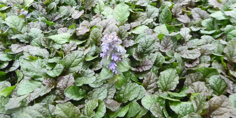 AJUGA Reptans 'Braunherz' - Bugle rampant