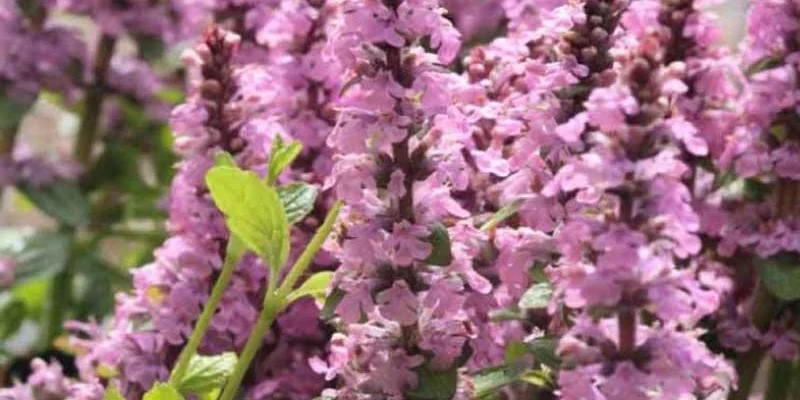 AJUGA reptans 'Rosea' - Bugle Rampante