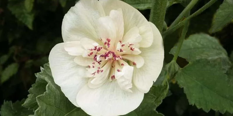 ALCEA 'Parkallee' - Rose trémière