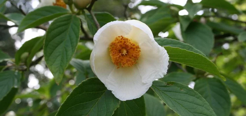 STEWARTIA pseudocamellia - Stewartia faux camélia