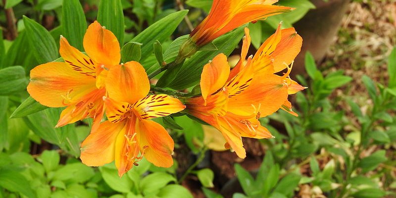 ALSTROEMERIA aurantiaca 'Orange King' - Lys des Incas Alstroémère | Plantes  Shopping