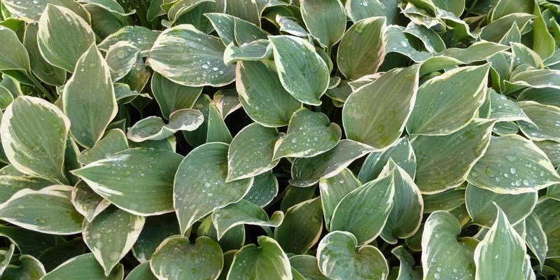 HOSTA 'Chantilly Lace'