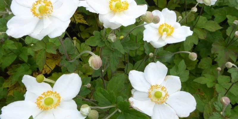 ANEMONE 'Coupe d'argent'