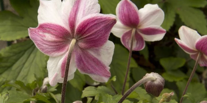 ANEMONE 'Dainty Swan'