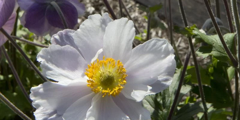 ANEMONE 'Dreaming Swan'®