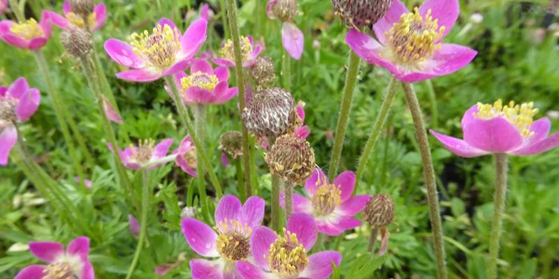 ANEMONE multifida 'Rosea'