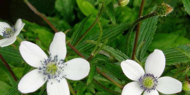 ANEMONE rivularis - Anémone des rives