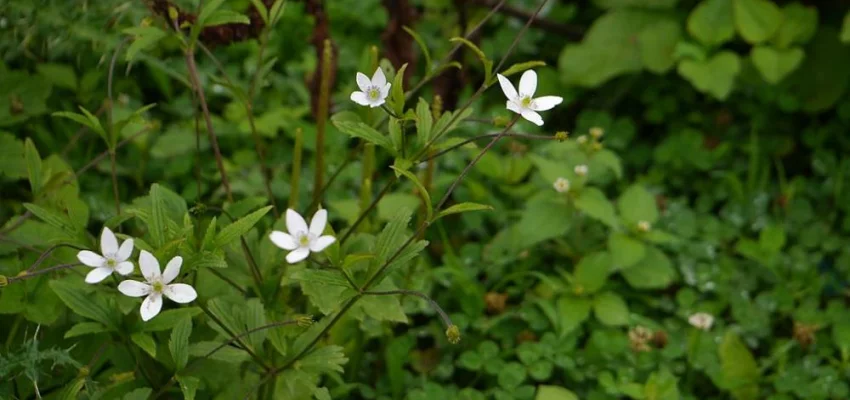 ANEMONE rivularis - Anémone des rives