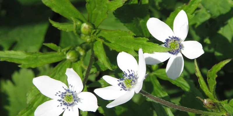 ANEMONE rivularis - Anémone des rives