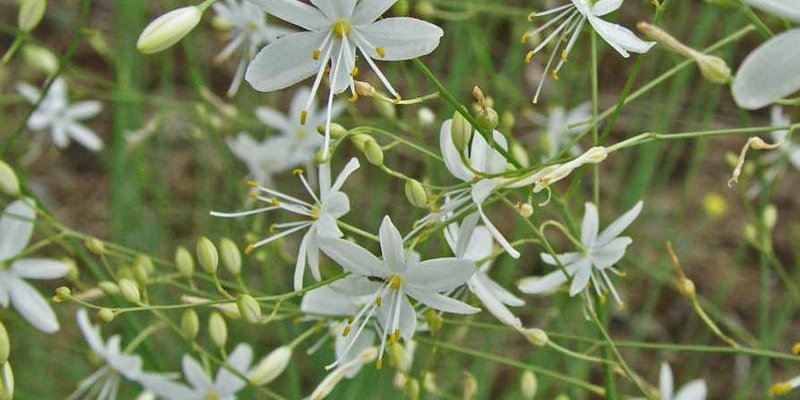 ANTHERICUM liliago - Phalangère à fleurs de lys