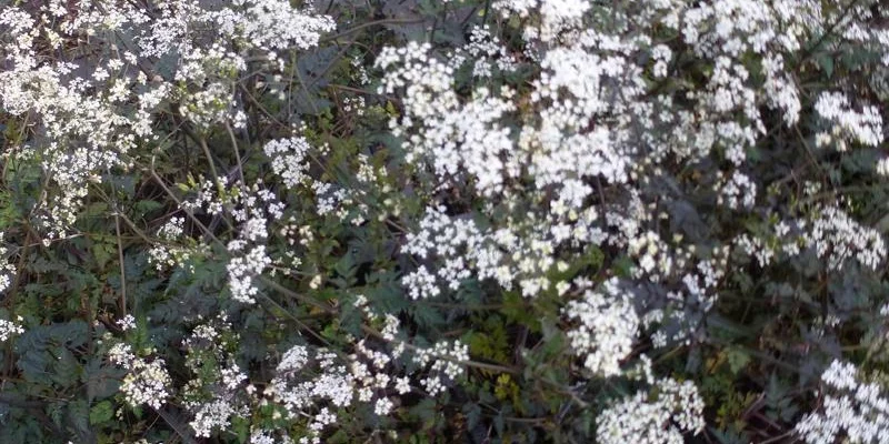 ANTHRISCUS sylvestris 'Ravenswing' - Cerfeuil