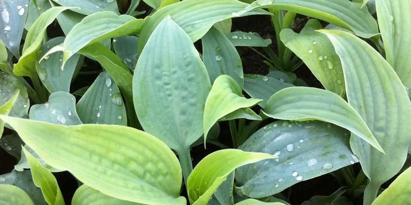 HOSTA 'Fragrant Blue'