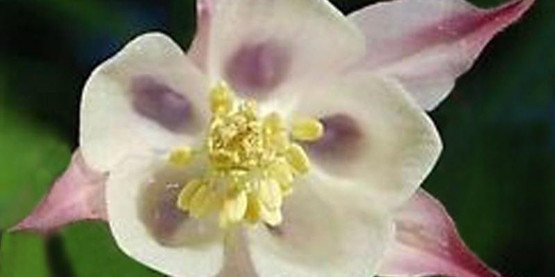 AQUILEGIA caerulea 'Rose Queen' - Ancolie