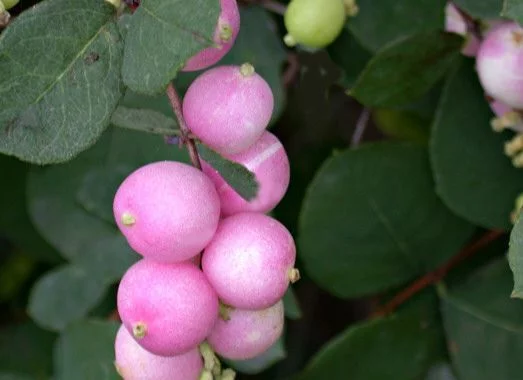 SYMPHORICARPOS doorenbosii 'Magic Berry' - Symphorine 'Magic Berry'