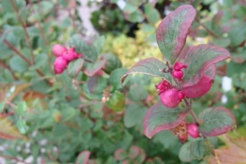 SYMPHORICARPOS doorenbosii 'Magic Berry' - Symphorine 'Magic Berry'