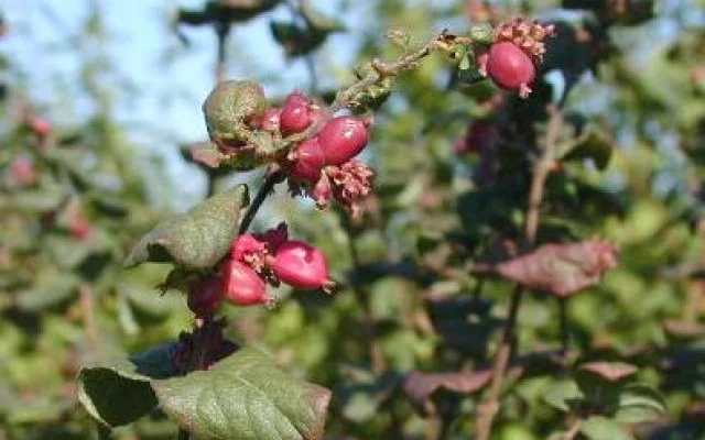 SYMPHORICARPOS doorenbosii 'Magic Berry' - Symphorine 'Magic Berry'