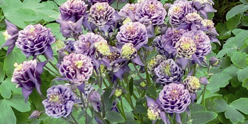 AQUILEGIA vulgaris 'Winky double Dark Blue White' - Ancolie