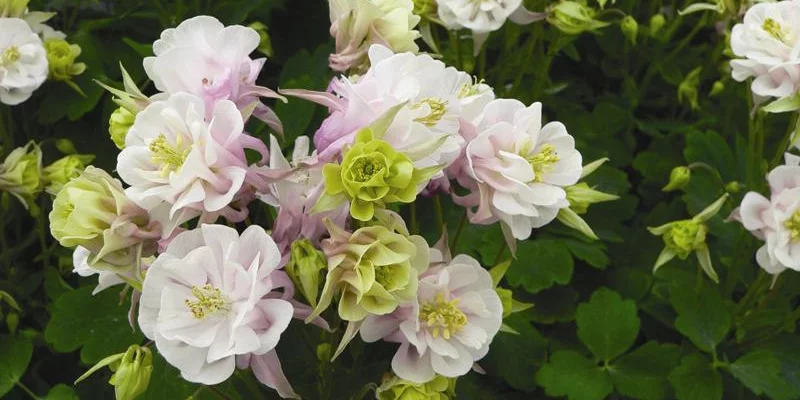 AQUILEGIA vulgaris 'Winky Double Rose White'