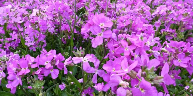 ARABIS blepharophylla 'Fruhlingszauber' - Arabette de Californie