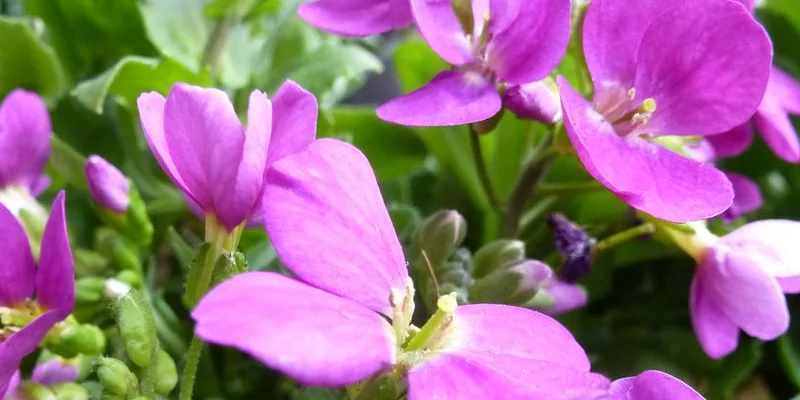 ARABIS Caucasica 'Rosea' - Arabette du Caucase