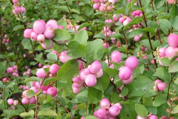 SYMPHORICARPOS doorenbosii 'Mother of Pearl' - Symphorine 'Mother of Pearl'