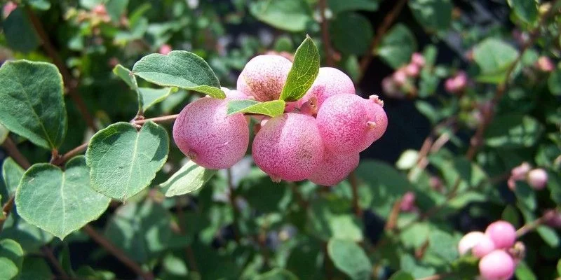 SYMPHORICARPOS doorenbosii 'Mother of Pearl' - Symphorine 'Mother of Pearl'