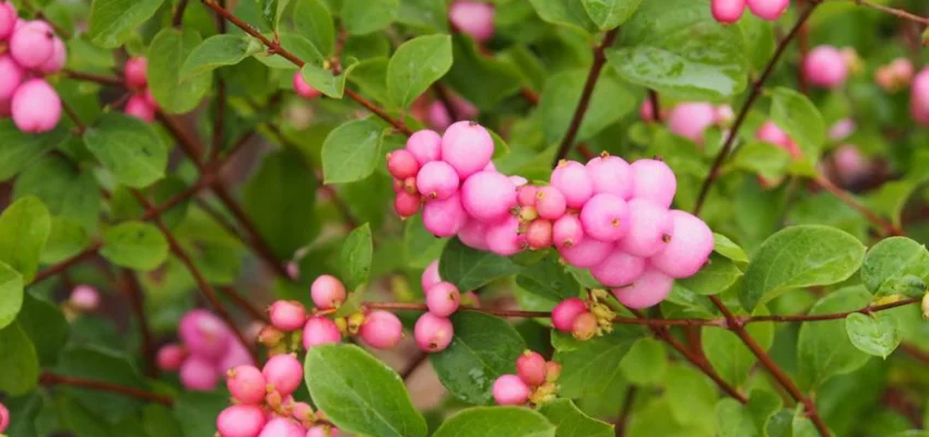 SYMPHORICARPOS doorenbosii 'Mother of Pearl' - Symphorine 'Mother of Pearl'