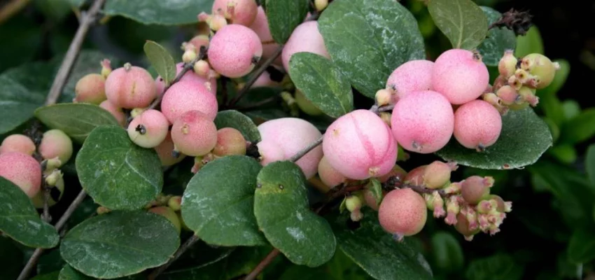 SYMPHORICARPOS doorenbosii 'Mother of Pearl' - Symphorine 'Mother of Pearl'