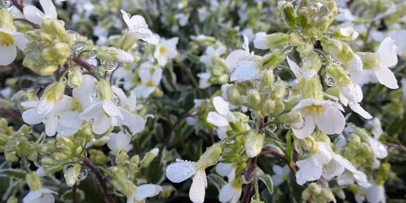 ARABIS caucasica 'Variegata' - Arabette du Caucase