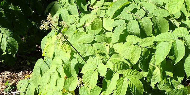 ARALIA cordata 'Sun King'