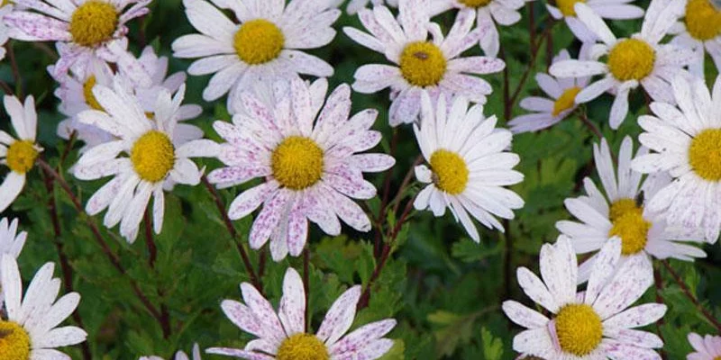 ARCTANTHEMUM arcticum 'Roseum' - Chrysanthème